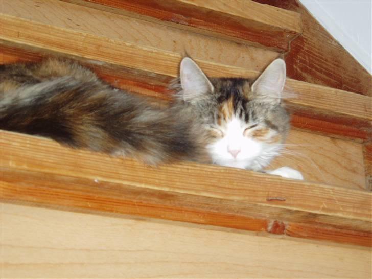 Maine Coon Jasmin billede 2