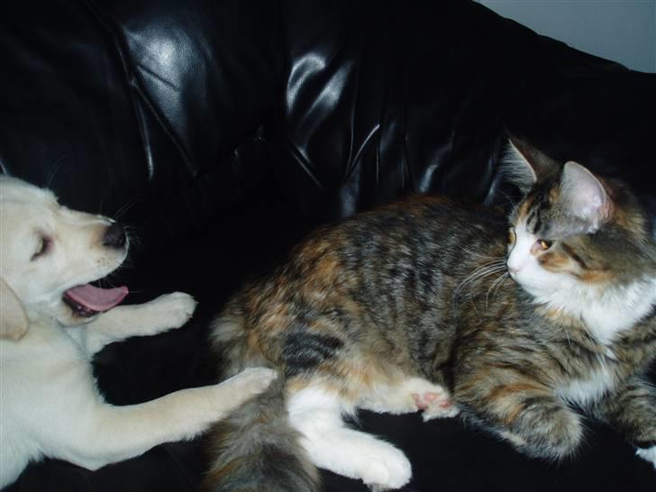 Maine Coon Jasmin billede 3