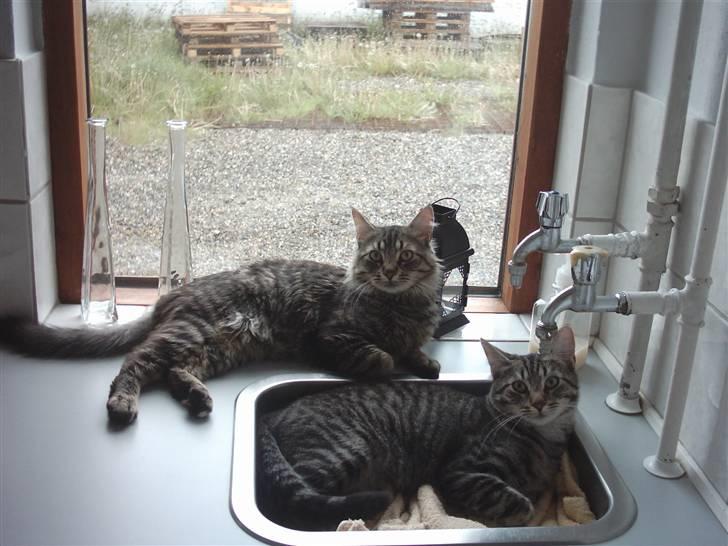 Blanding af racer nulle  billede 2