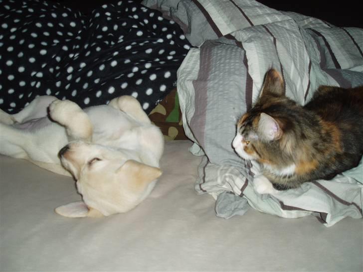 Maine Coon Jasmin billede 4