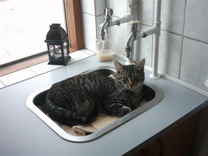 Blanding af racer nulle  billede 4