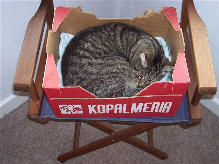 Blanding af racer nulle  billede 5