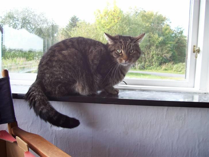 Blanding af racer nulle  billede 6