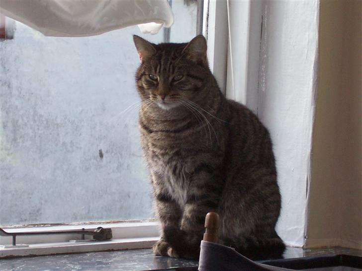 Blanding af racer nulle  billede 8