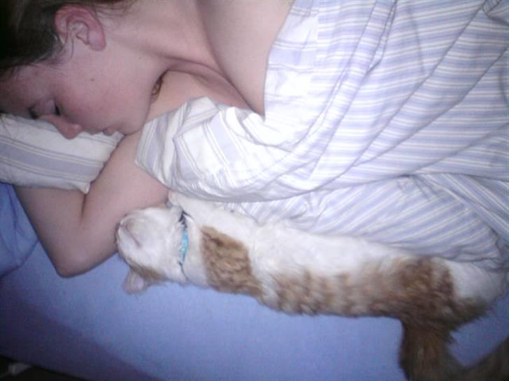 Maine Coon Lukas R.I.P ? :( - ZzzZ Klokken 4 om natten er der ikk meget gang i den hos os ;) billede 11