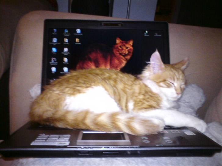 Maine Coon Lukas R.I.P ? :( - Her er skønt at ligge. billede 12