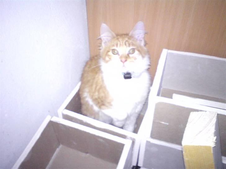 Maine Coon Lukas R.I.P ? :( - Mig jeg laver ikk noget !? Lukas sidder i Dennis´s gipskasser til spots i loftet. Godt han ikk er hjemme;) billede 13