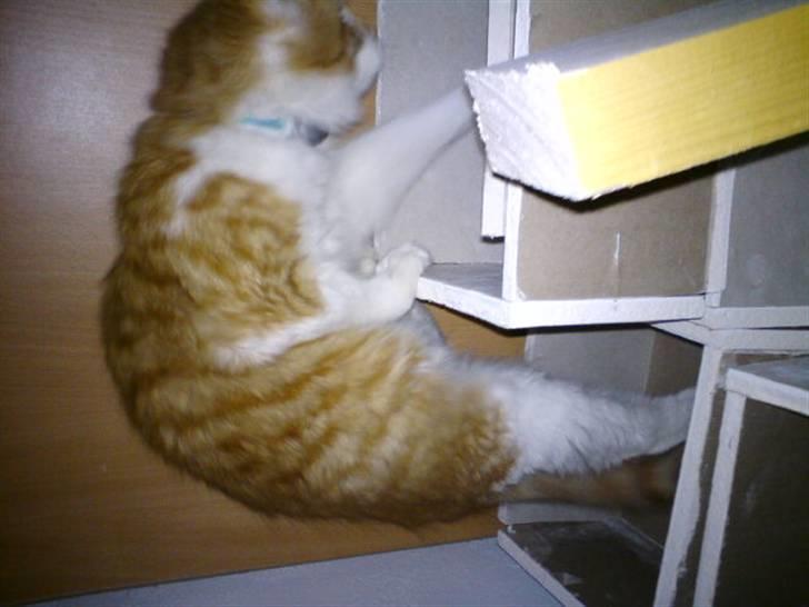 Maine Coon Lukas R.I.P ? :( - Mon jeg også kan være i den anden? billede 14