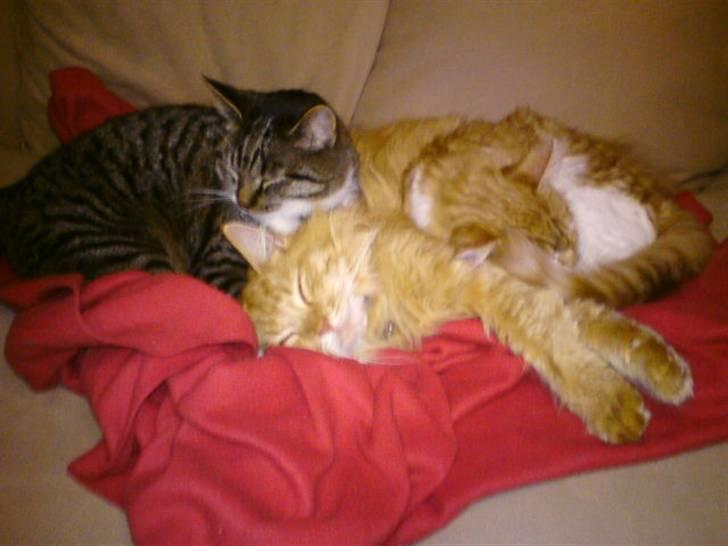 Maine Coon Lily - Nu med killinge billede 17