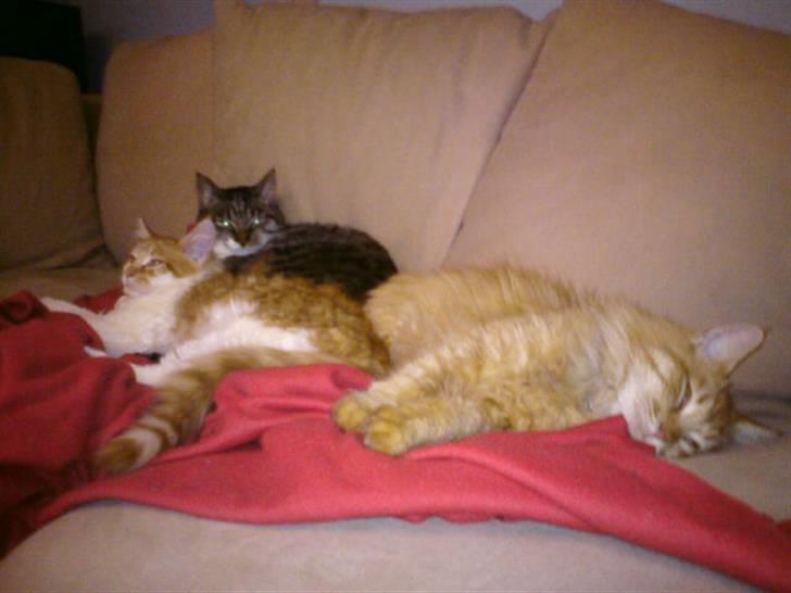 Huskat Lui billede 19