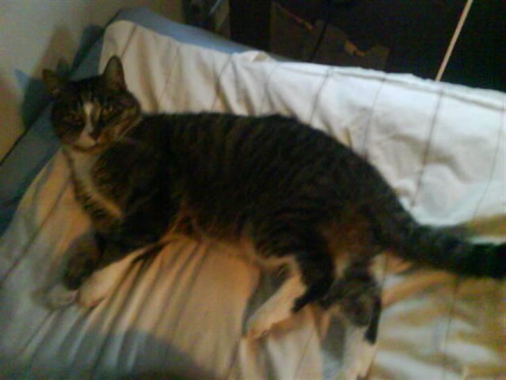 Huskat Buster billede 10