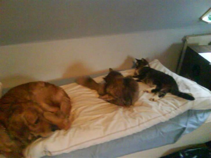 Huskat Buster - Dino, Fie og Buster, hehe :D billede 12