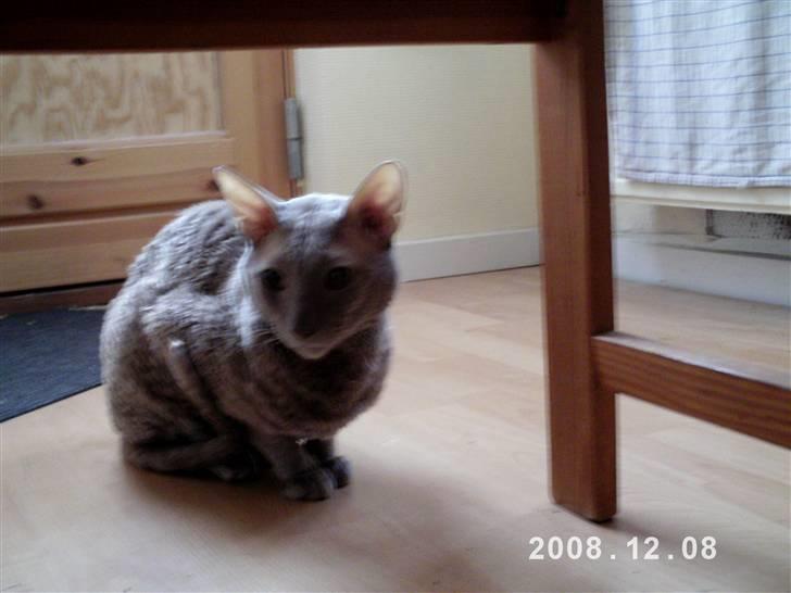 Cornish Rex Bamsekats Anton Berg billede 2