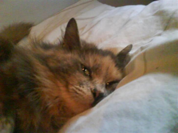 Blanding af racer Fie billede 11