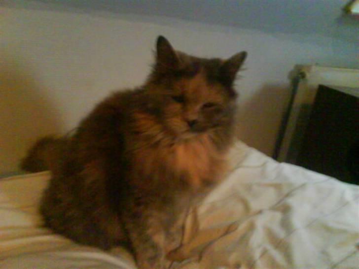 Blanding af racer Fie billede 12