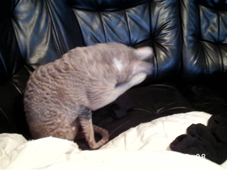 Cornish Rex Bamsekats Anton Berg billede 3