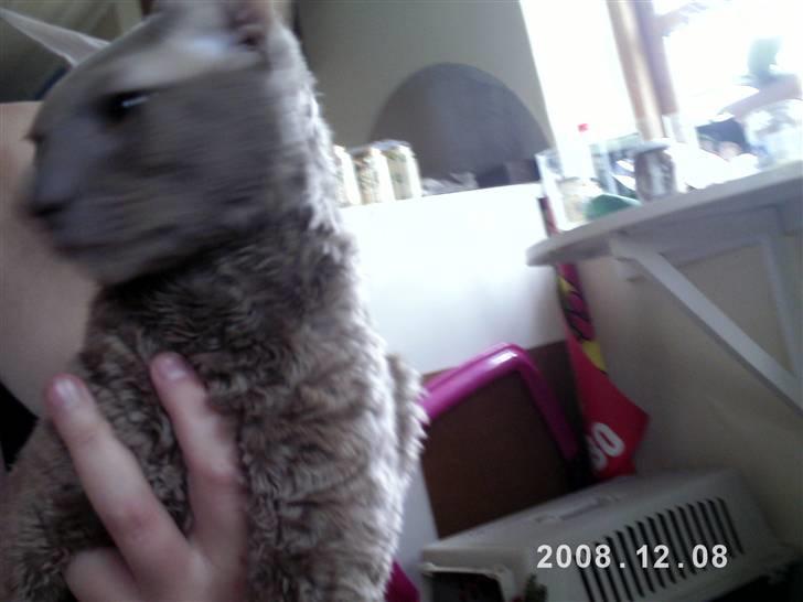 Cornish Rex Bamsekats Anton Berg billede 4