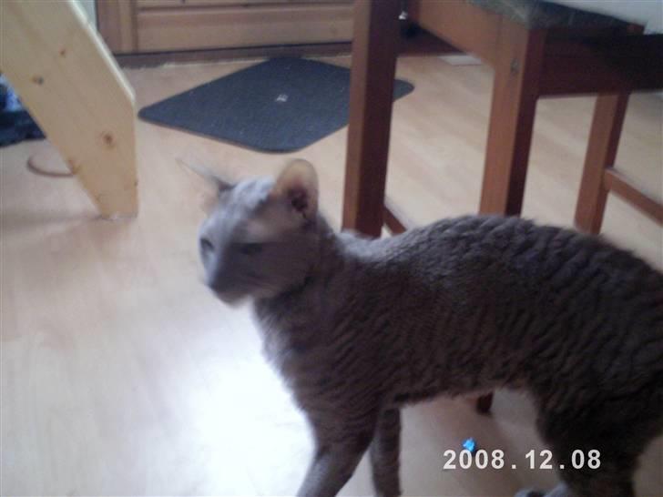 Cornish Rex Bamsekats Anton Berg billede 5