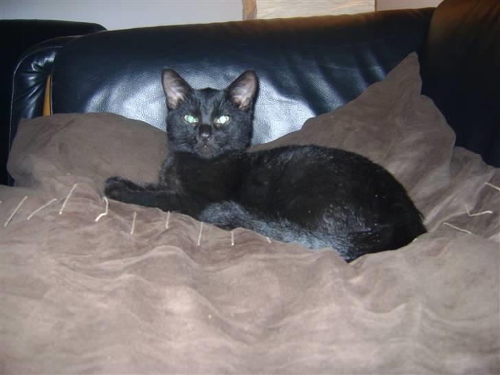 Huskat Pussy billede 2