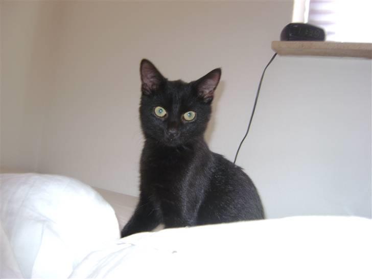 Huskat Pussy billede 3