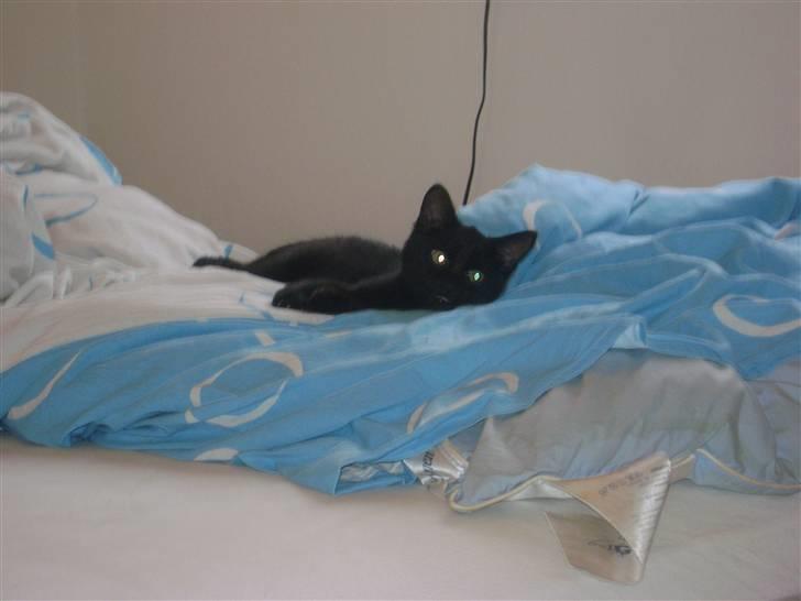 Huskat Pussy billede 4