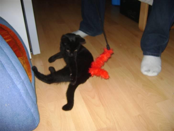 Huskat Pussy billede 5