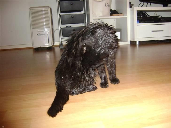 Huskat Pussy billede 6