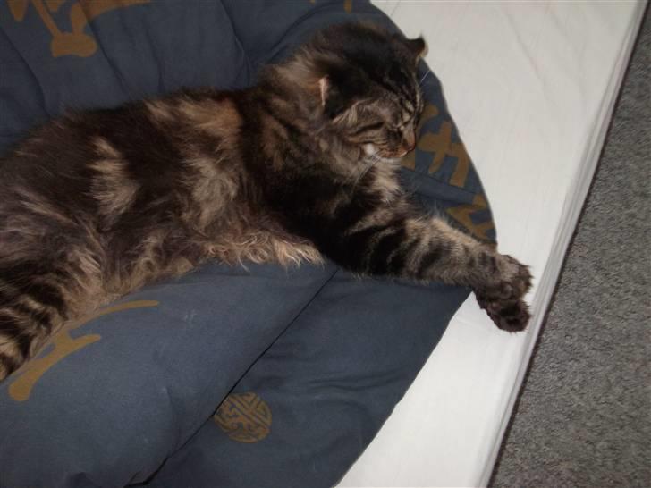 Maine Coon Apollo - slappe af dejlig :-) billede 8