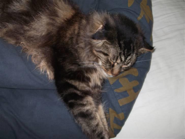 Maine Coon Apollo - å det så dejlit at ligge her på tæppe:-) billede 9
