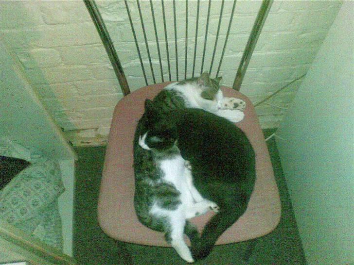 Blanding af racer Skipper billede 10