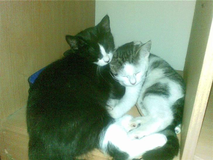 Blanding af racer Kaptajn billede 5