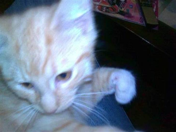 Huskat Sophus Snap - (Sophus) billede 4