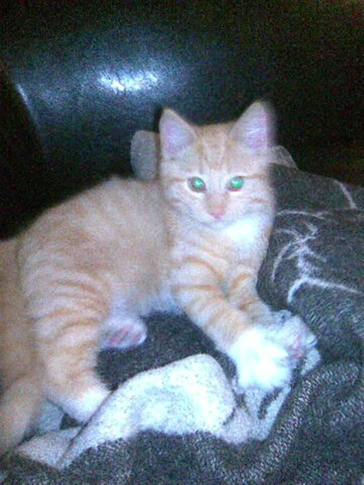 Huskat Sophus Snap - (Sophus) billede 5