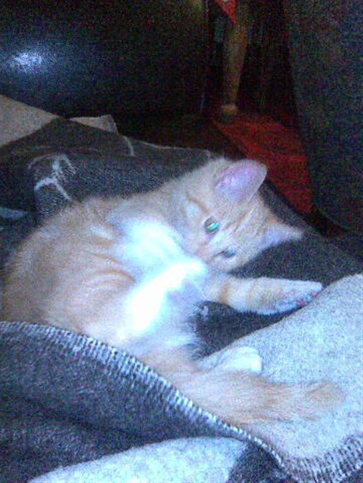 Huskat Sophus Snap - (Sophus) billede 6