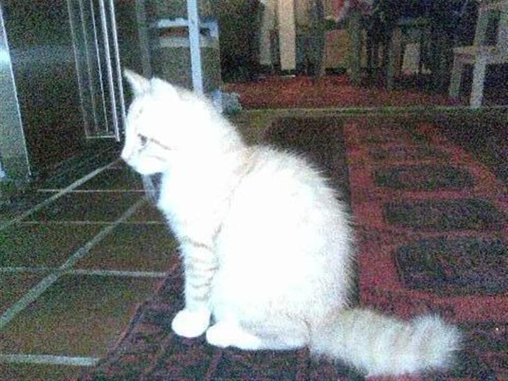 Huskat Sophus Snap - (Sophus) billede 7