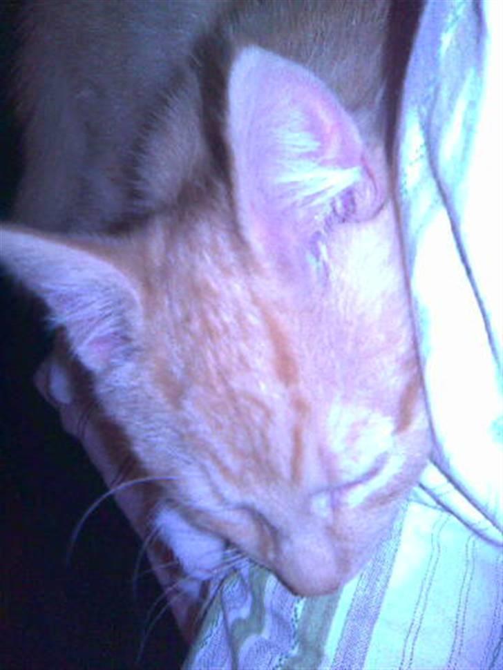 Huskat Sophus Snap - (Sophus) billede 8