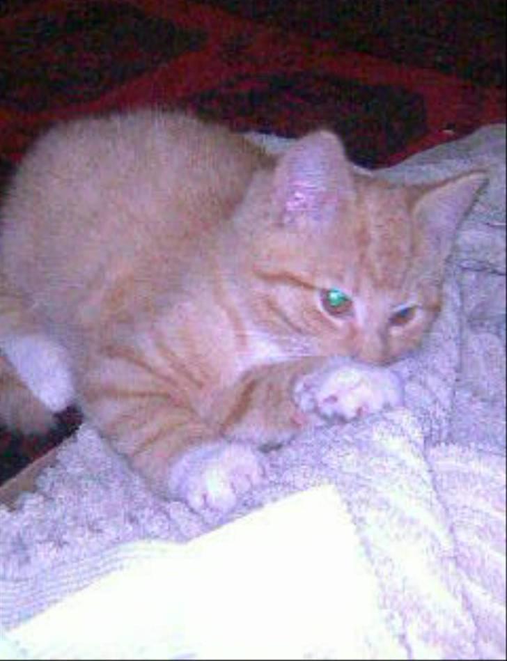 Huskat Sophus Snap - (Sophus) billede 9