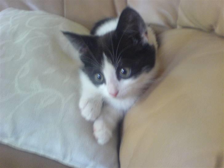 Huskat Trunte RIP! billede 1