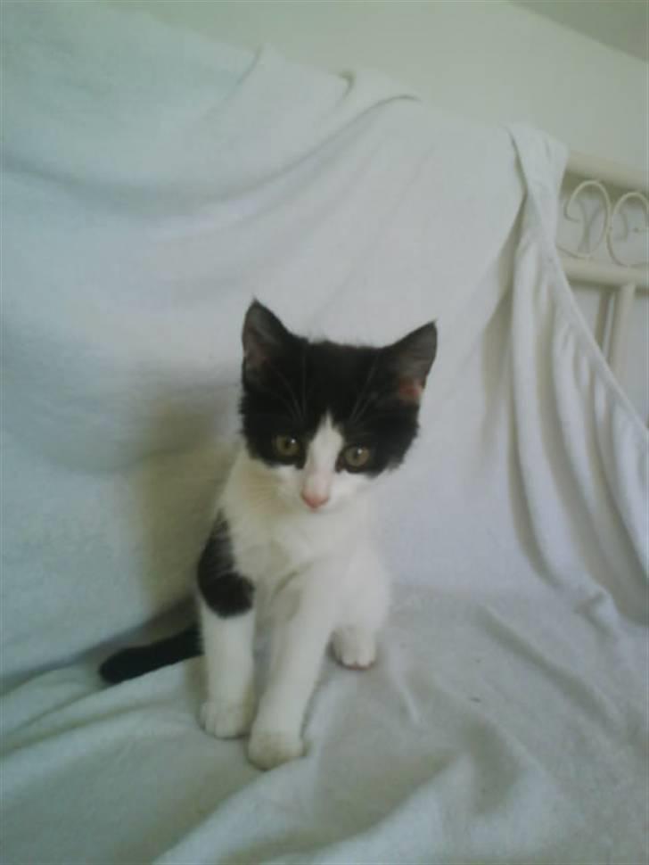 Huskat Trunte RIP! billede 2