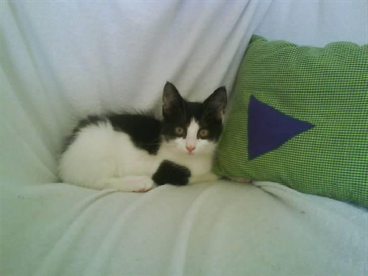 Huskat Trunte RIP! billede 3