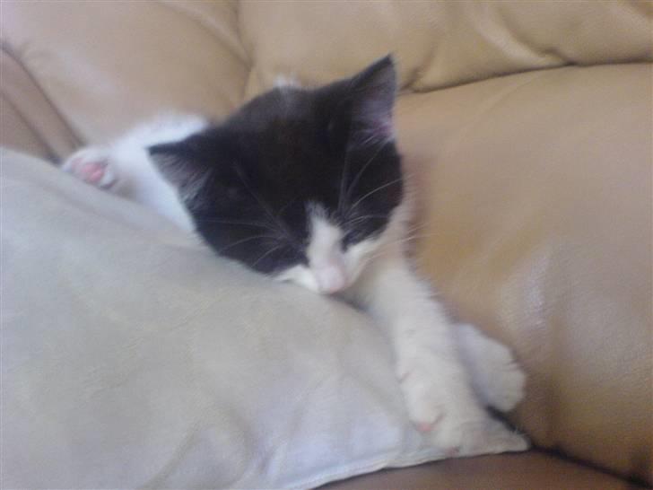 Huskat Trunte RIP! billede 4