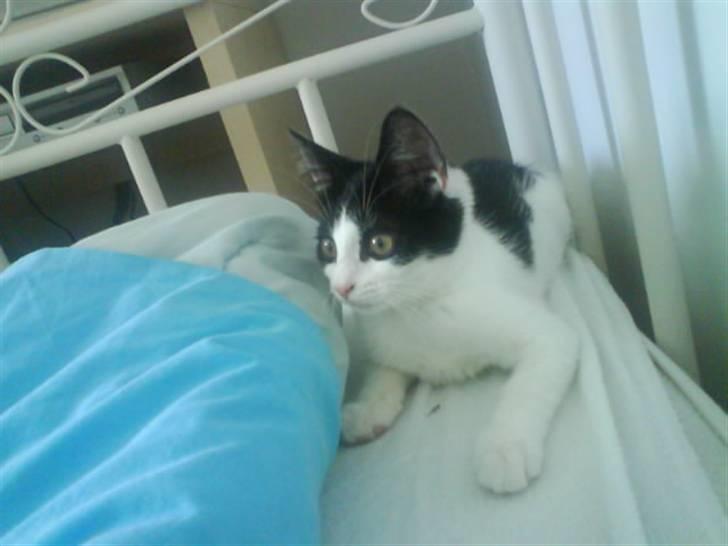 Huskat Trunte RIP! billede 5