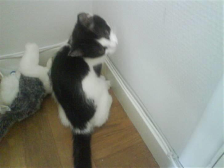 Huskat Trunte RIP! billede 6