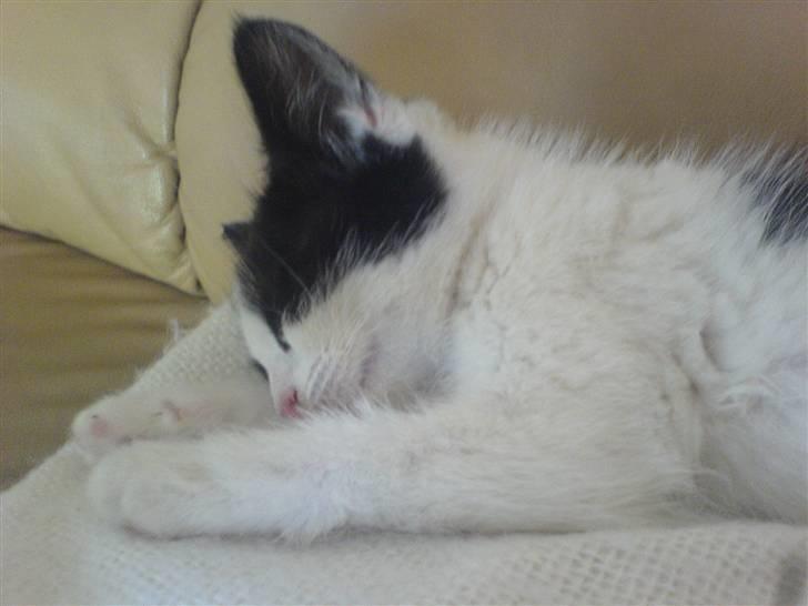 Huskat Trunte RIP! billede 7