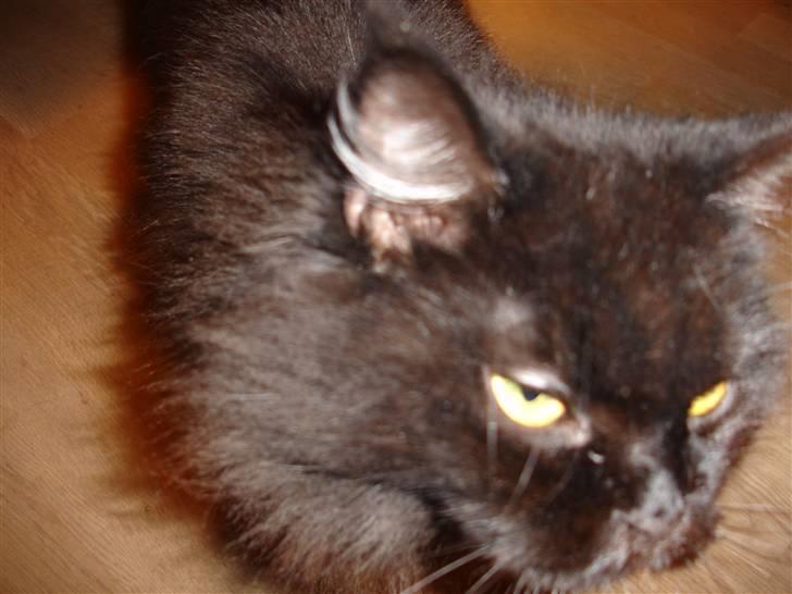 Maine Coon blackie r.i.p billede 1