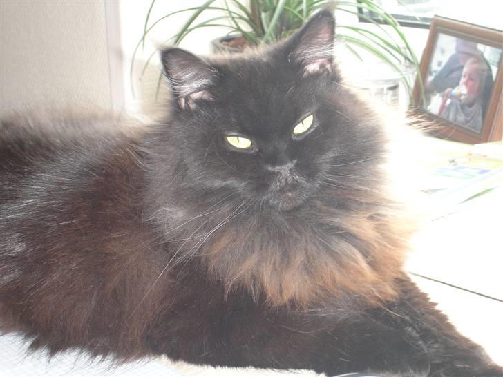 Maine Coon blackie r.i.p billede 2