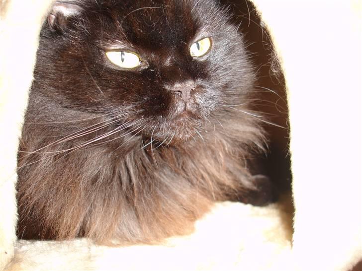 Maine Coon blackie r.i.p billede 3