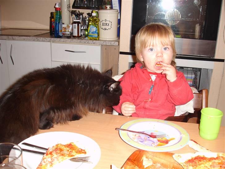 Maine Coon blackie r.i.p billede 4