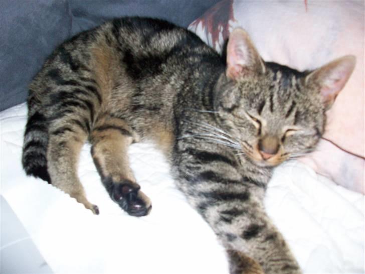 Blanding af racer Stribbe<3 billede 1