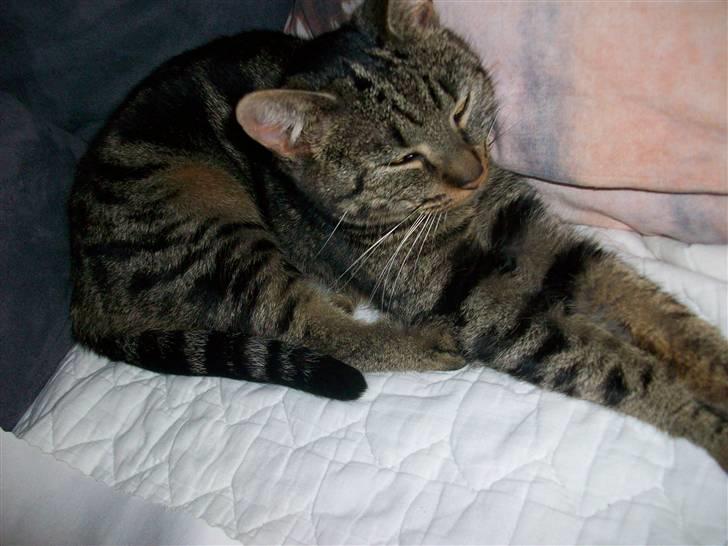 Blanding af racer Stribbe<3 billede 2